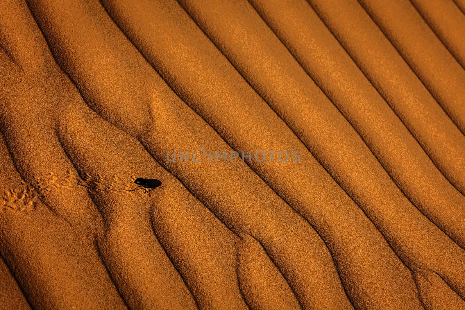 Scarab (Scarabaeus) beetle on desert sand dune