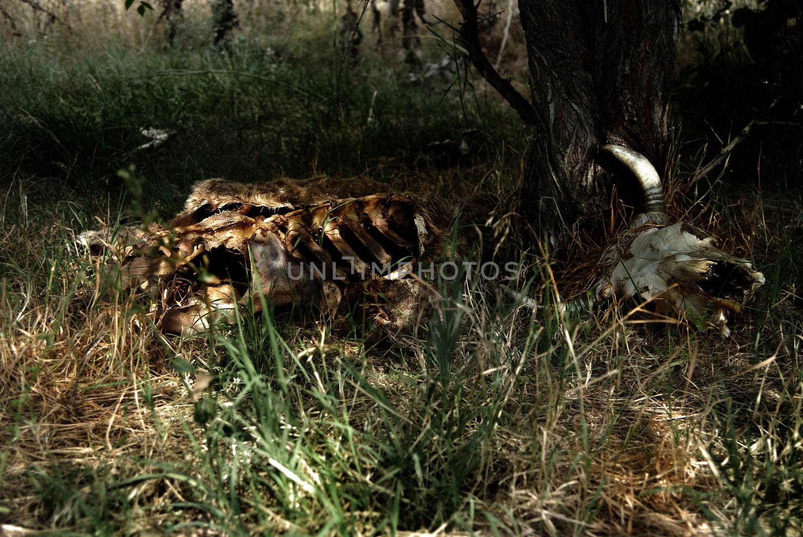 Remains of the cattle killed by predators