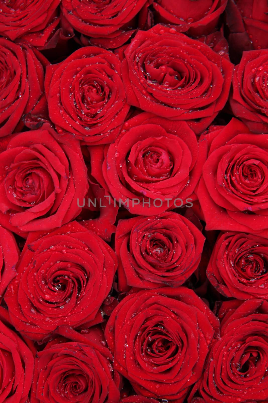 Big group of red roses by studioportosabbia