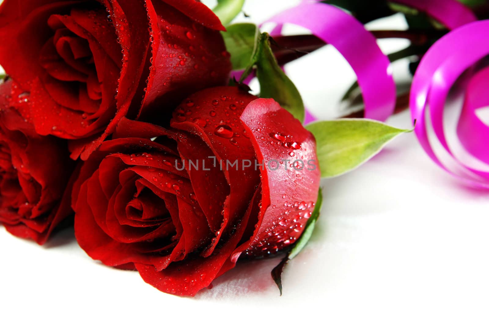 Photo of three roses with water drops on a white background