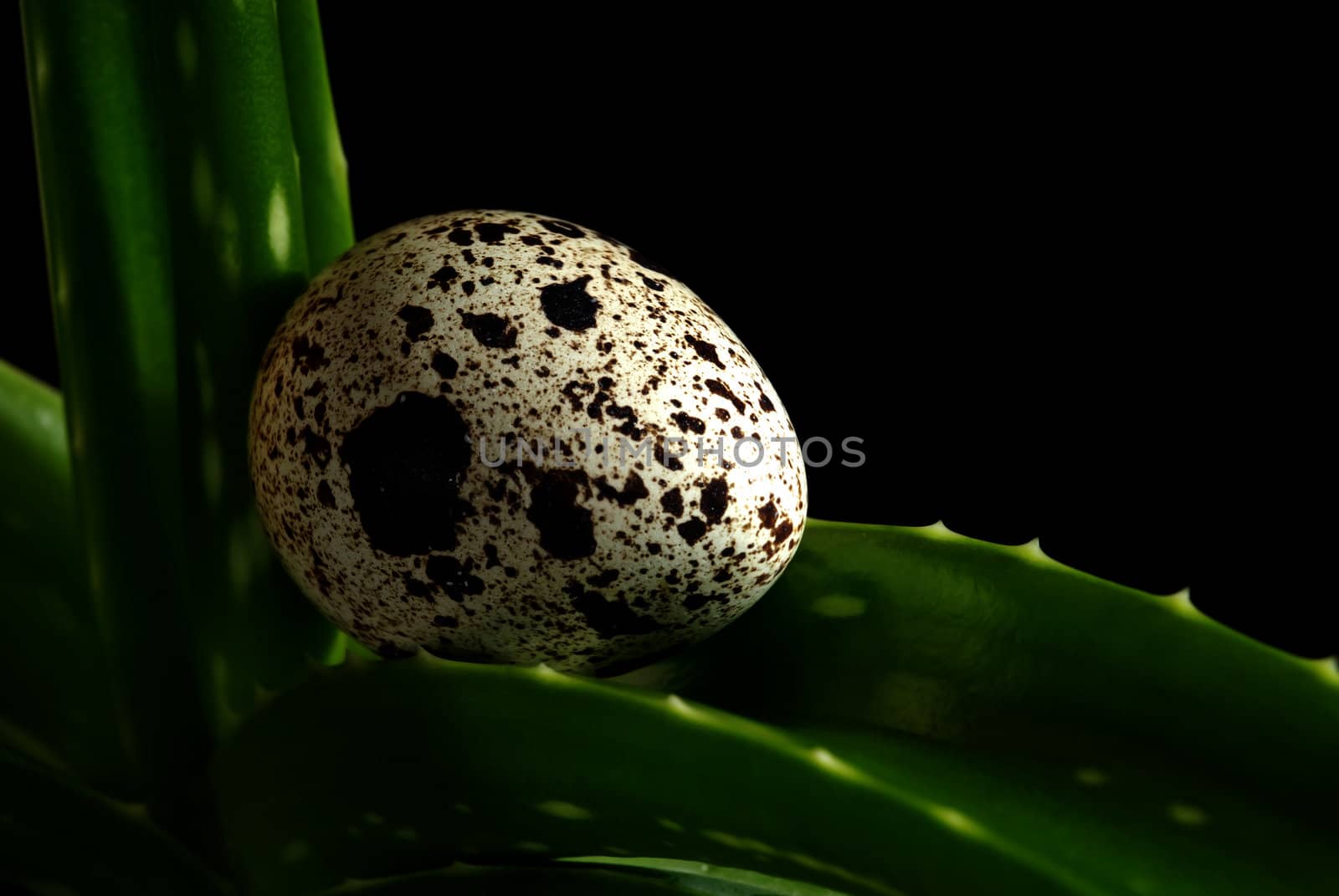 Bird egg on a green leaf as a symbol of new life