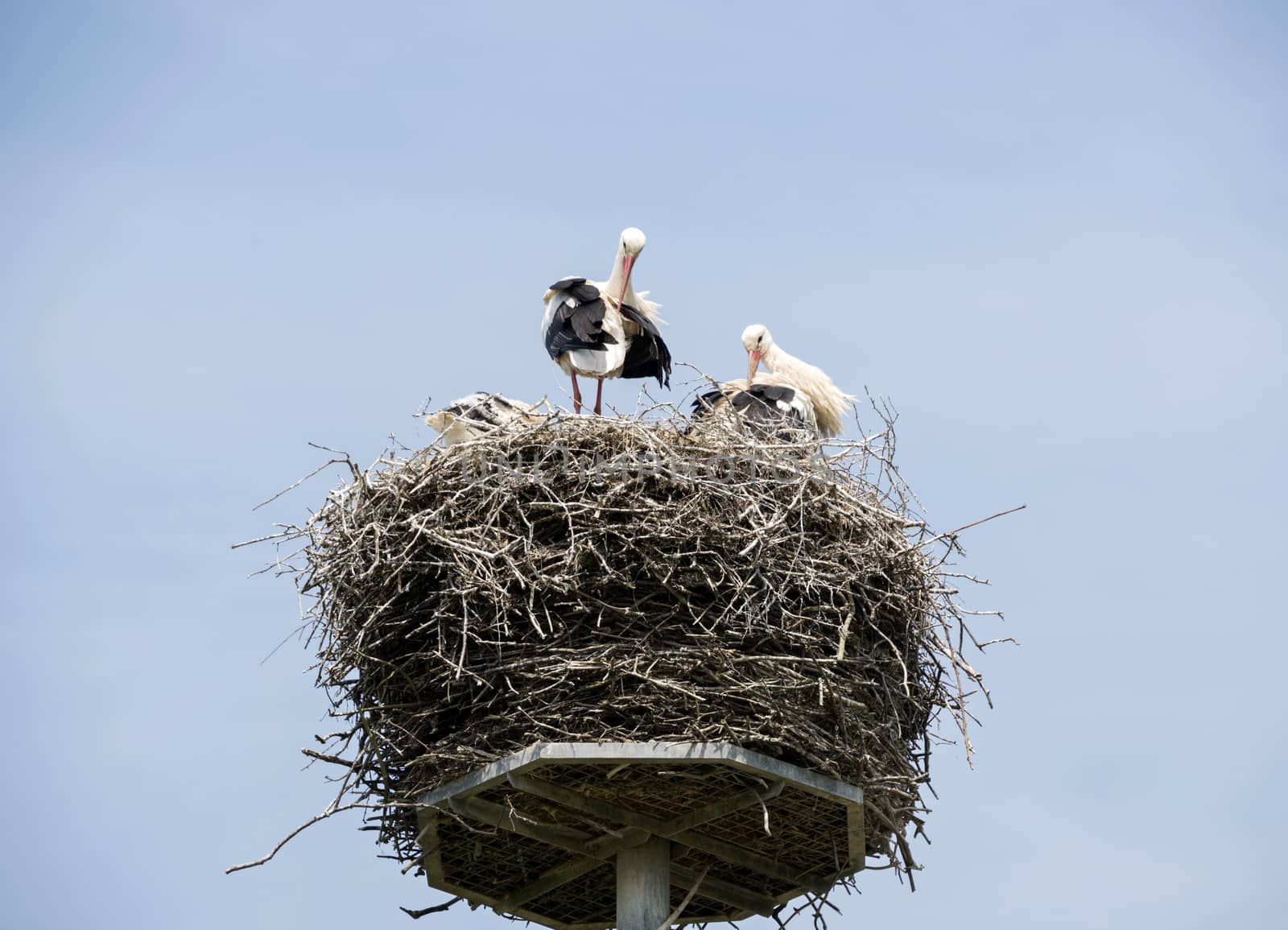 nest with stork in holland with blue sky as background