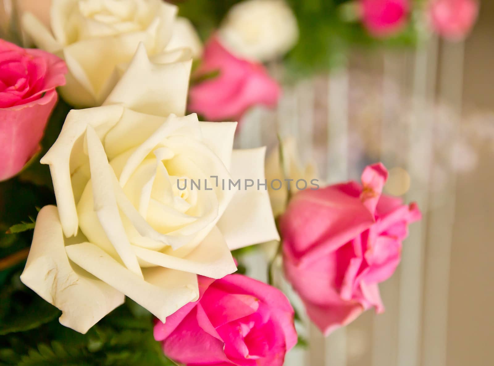 Beautiful white and pink rose close-up