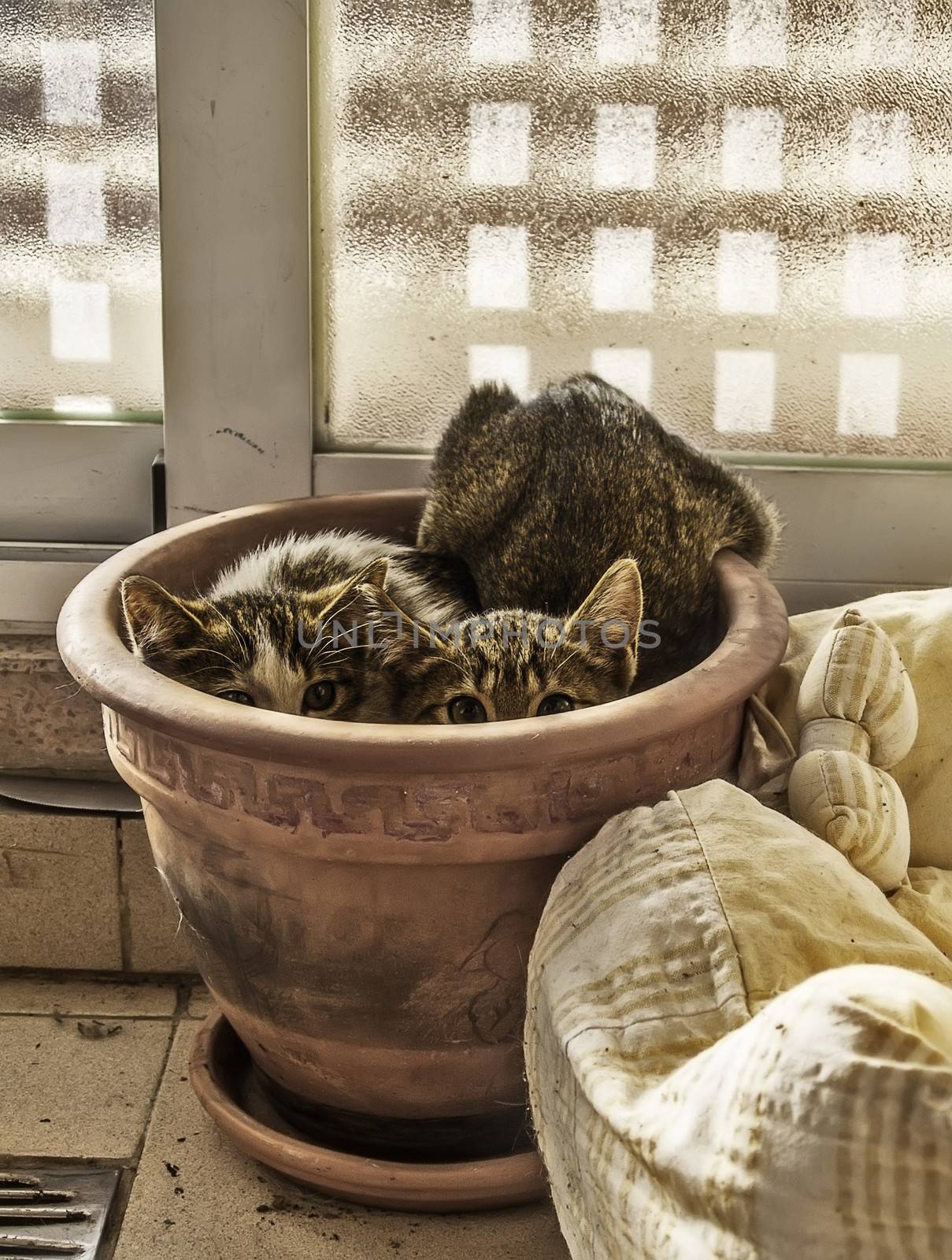 Two scared kittens hidden inside a plant pot