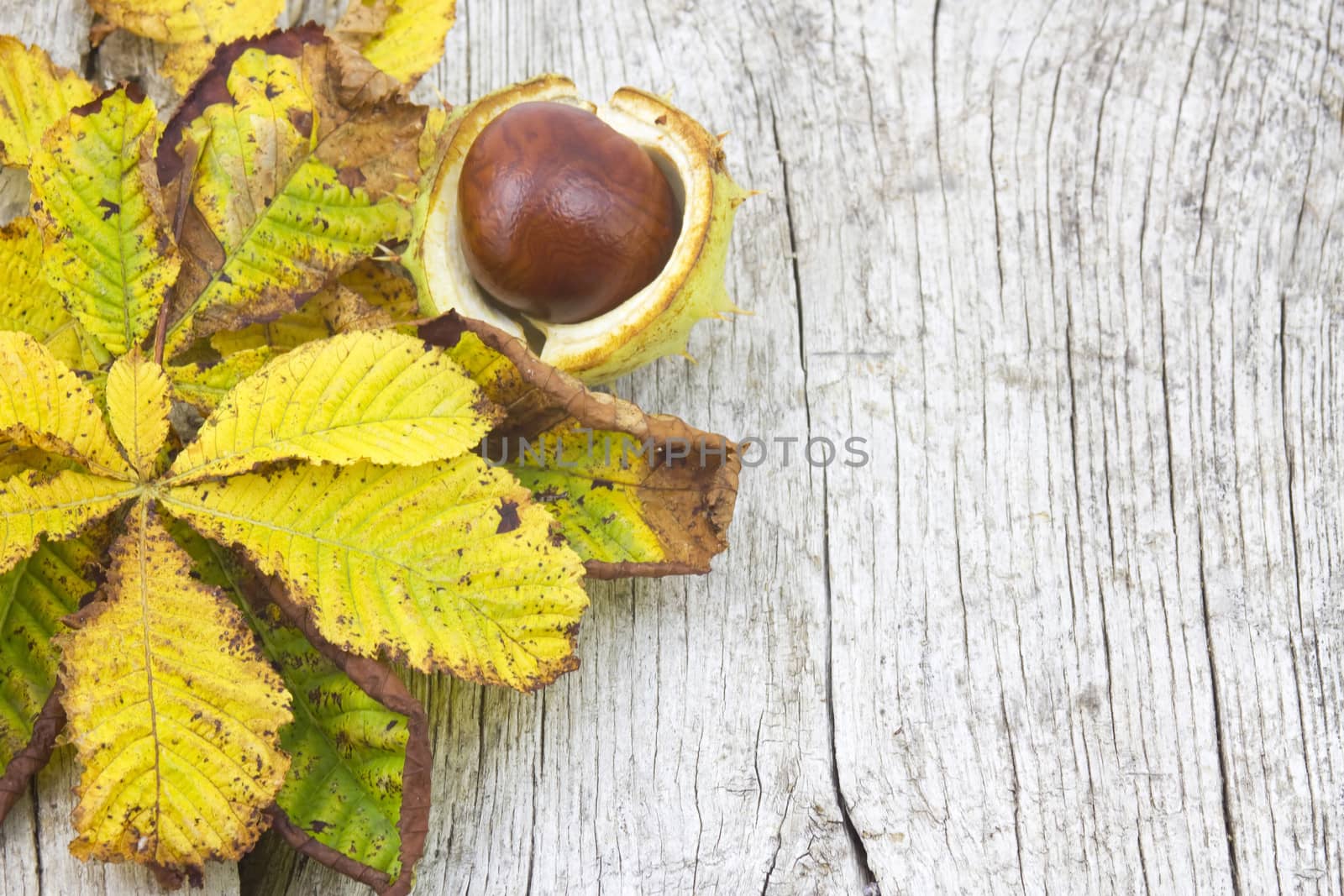 chestnut and autumn leaves