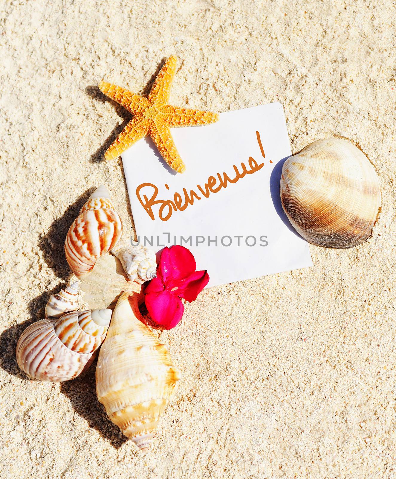 Blank paper beach sand starfish shells summer by ventdusud