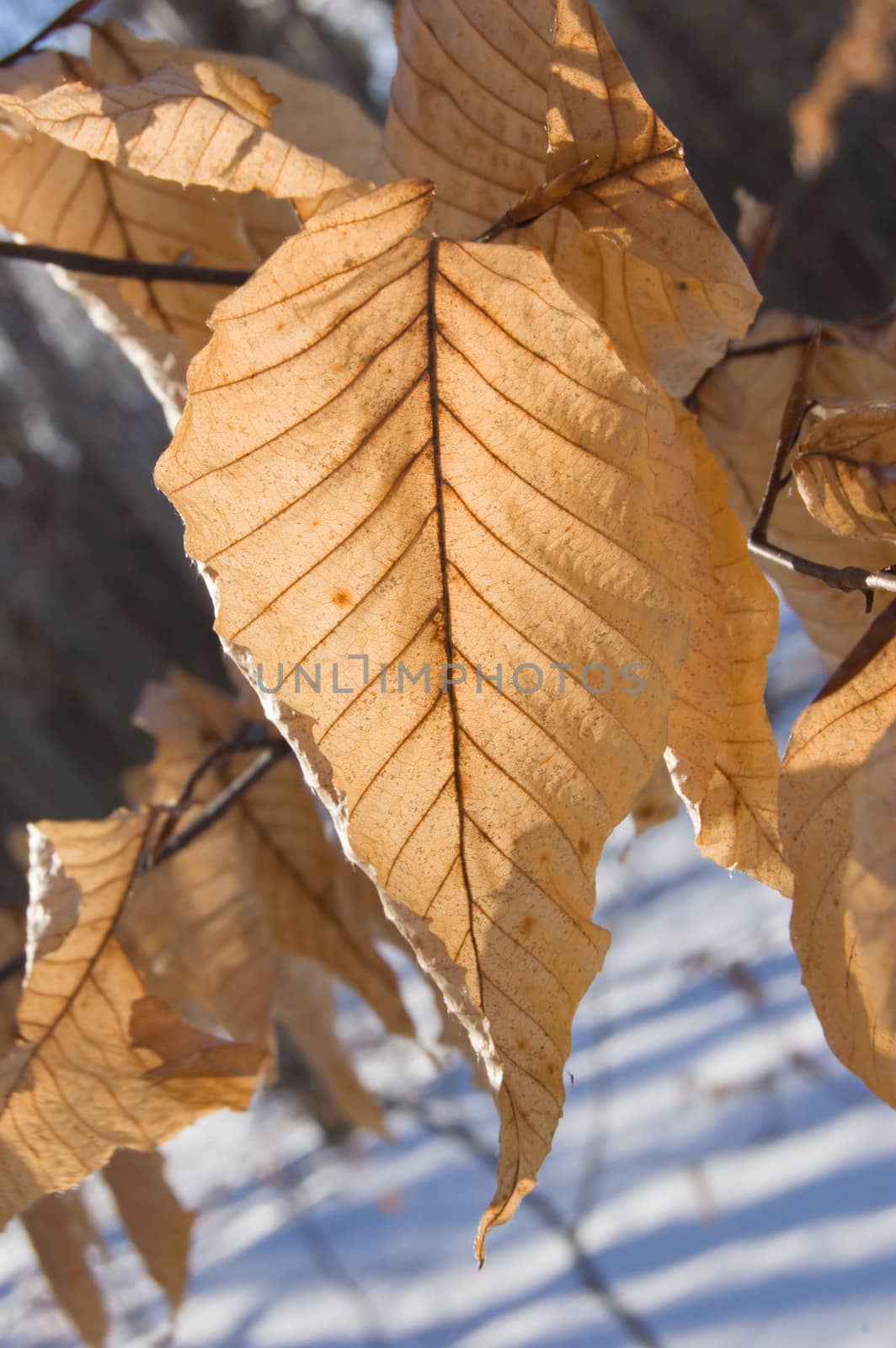 Dry leaves in winter on snow background.