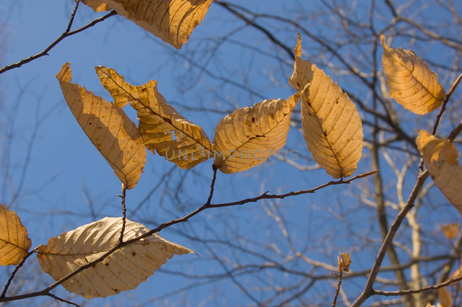 Dry leaves on trees in winter on sky background. Awenda.