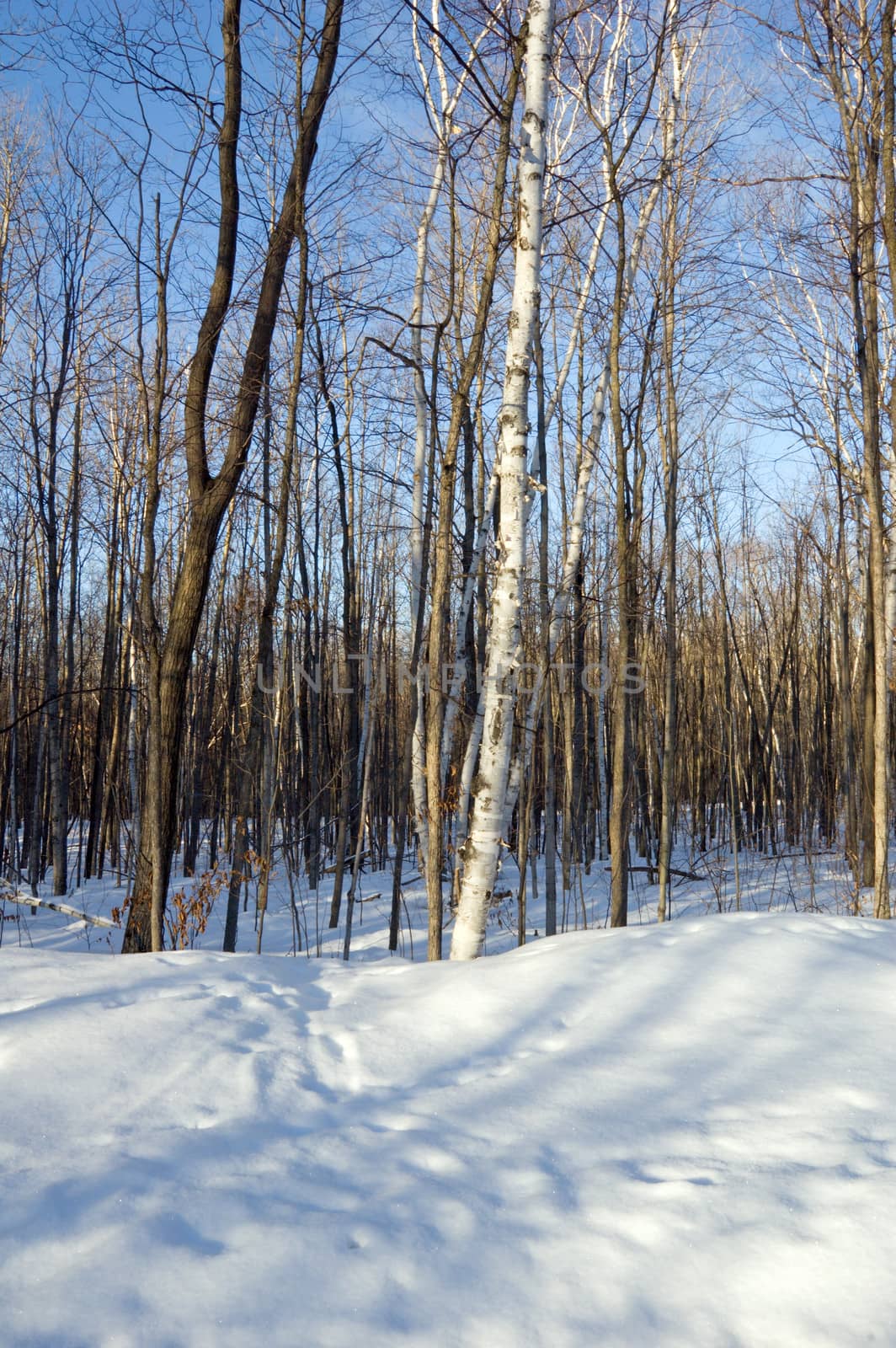 winter forest under snow in Ontario park