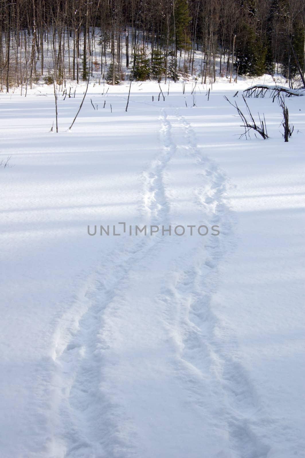 Human tracks in winter forest under snow in Ontario park