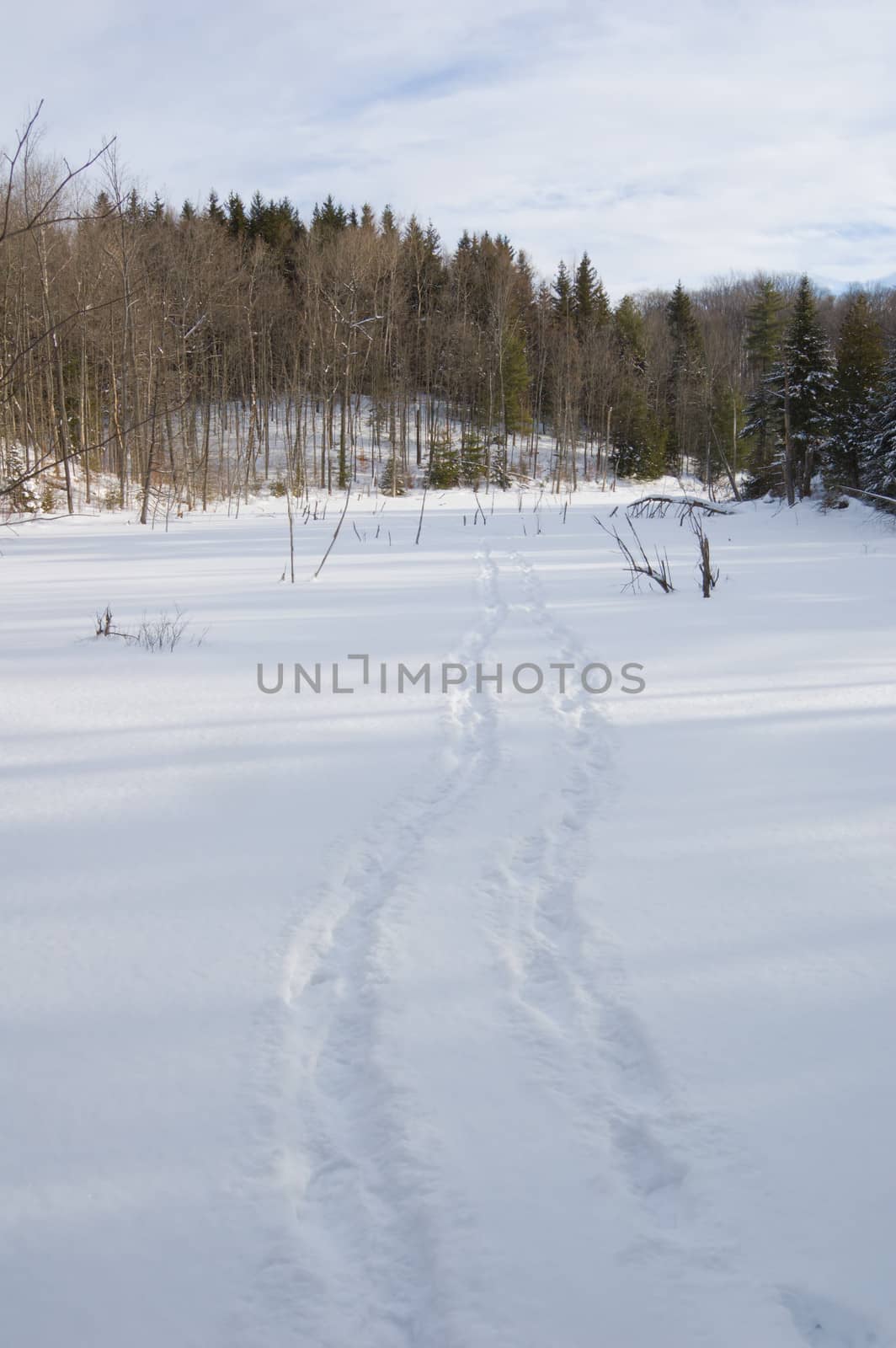 Human tracks in winter forest under snow in Ontario park