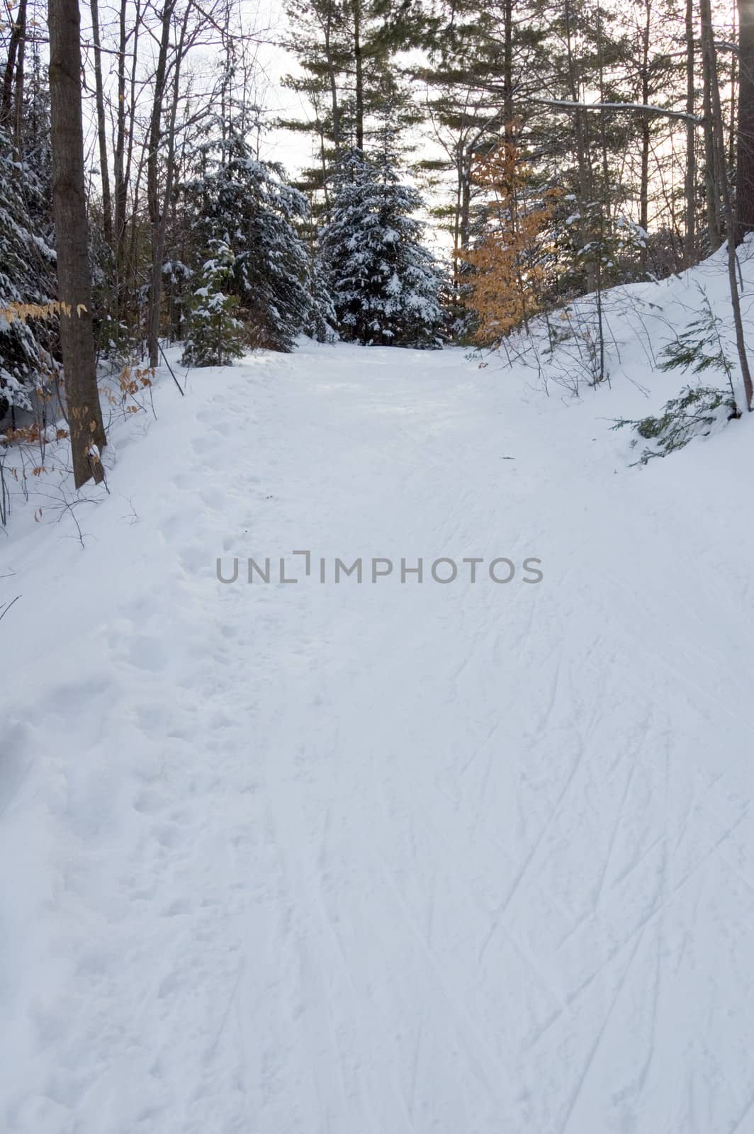 Ski tracks in winter forest under snow in Ontario park