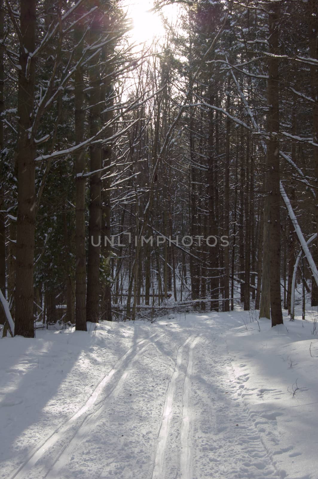 Ski tracks in winter forest under snow in Ontario park