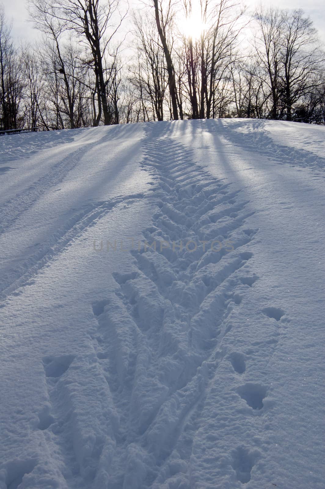 Ski tracks in winter forest under snow in Ontario park