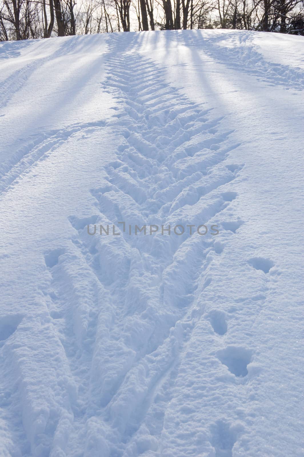 Ski tracks in winter forest under snow in Ontario park