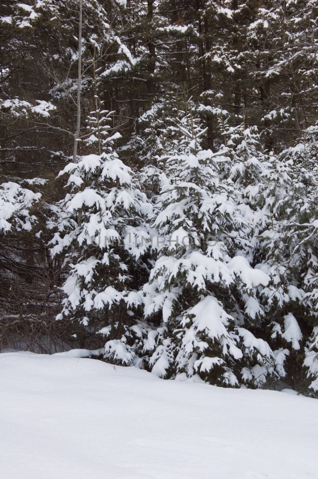 Snow on branches of spruce tree on firest background