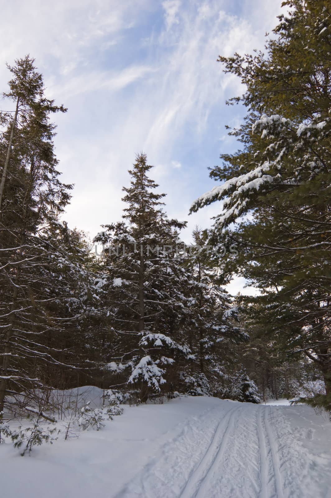 Ski tracks in winter forest under snow in Ontario park