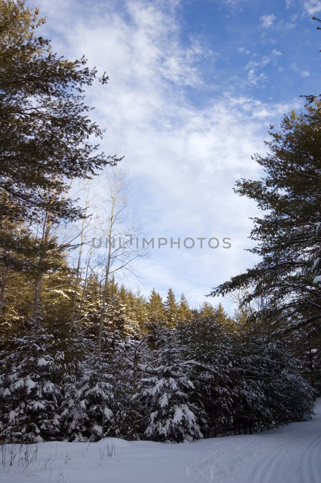 Ski tracks in spruce forest in sunny day