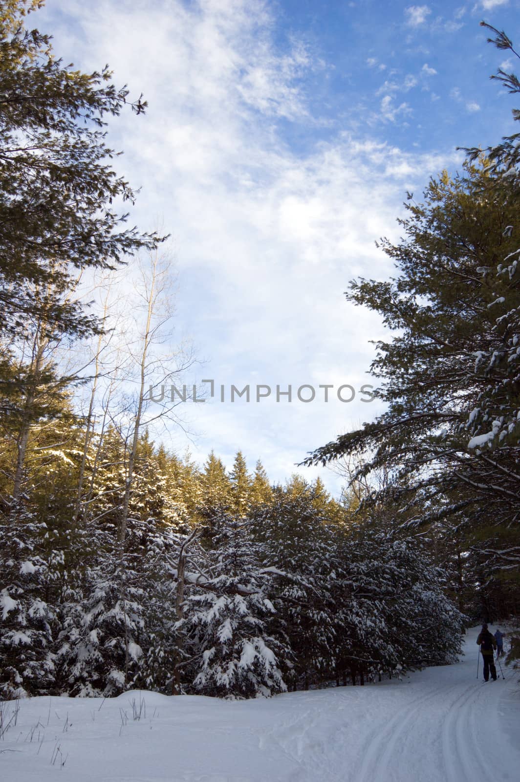 Ski tracks in spruce forest in sunny day