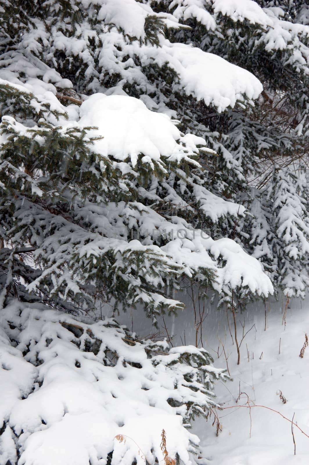 Snow on branches of spruce tree on firest background