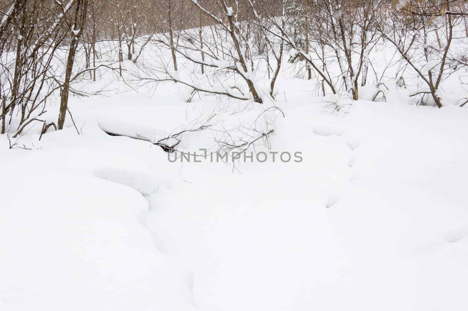 Snow on branches of spruce tree on firest background