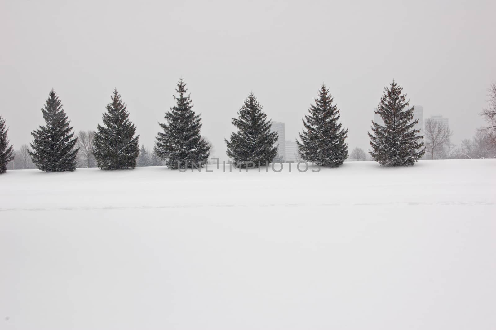 Seweral spruce trees in fog weather in Toronto park