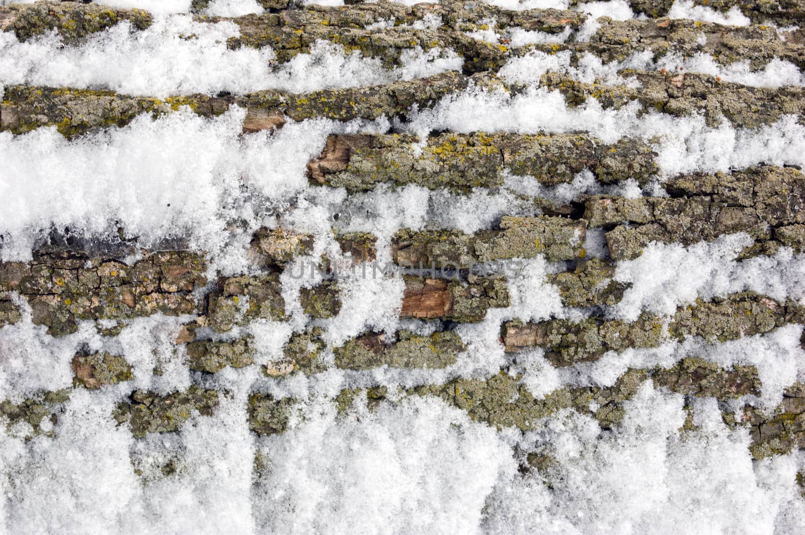 Maple tree bark under snow in winter