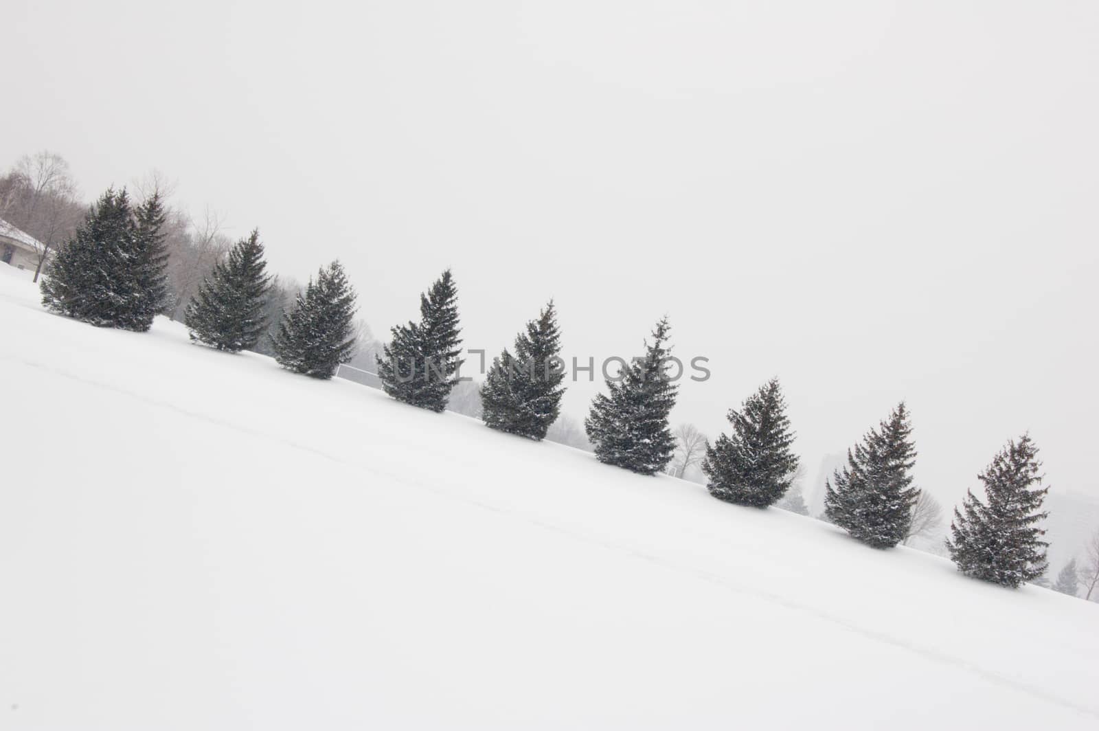 Seweral spruce trees in fog weather in Toronto park