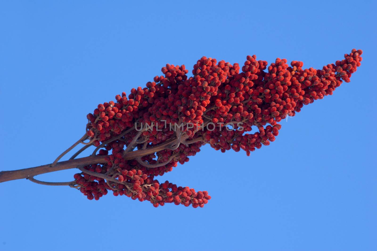 Drupes of Staghorn Sumac on the blue sky background
