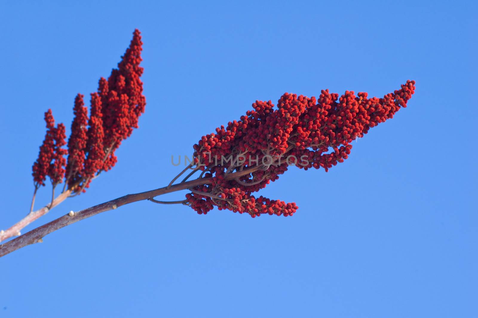 Drupes of Staghorn Sumac on the blue sky background