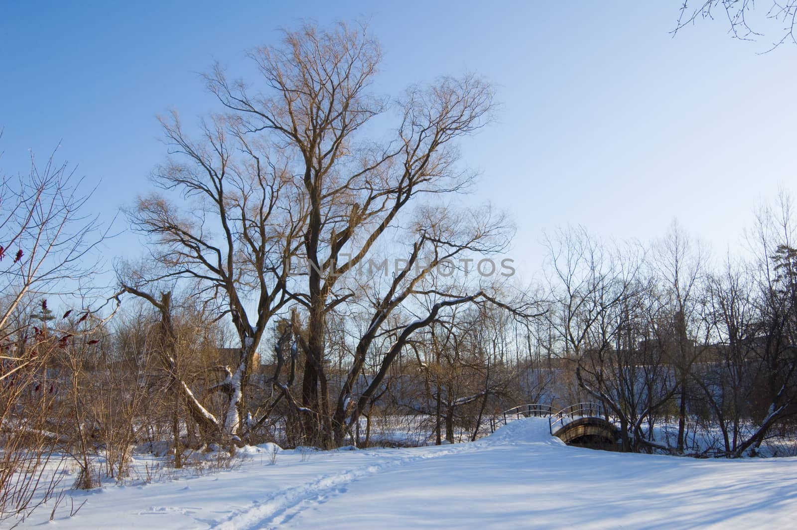 Sunset in Toronto park in winter time