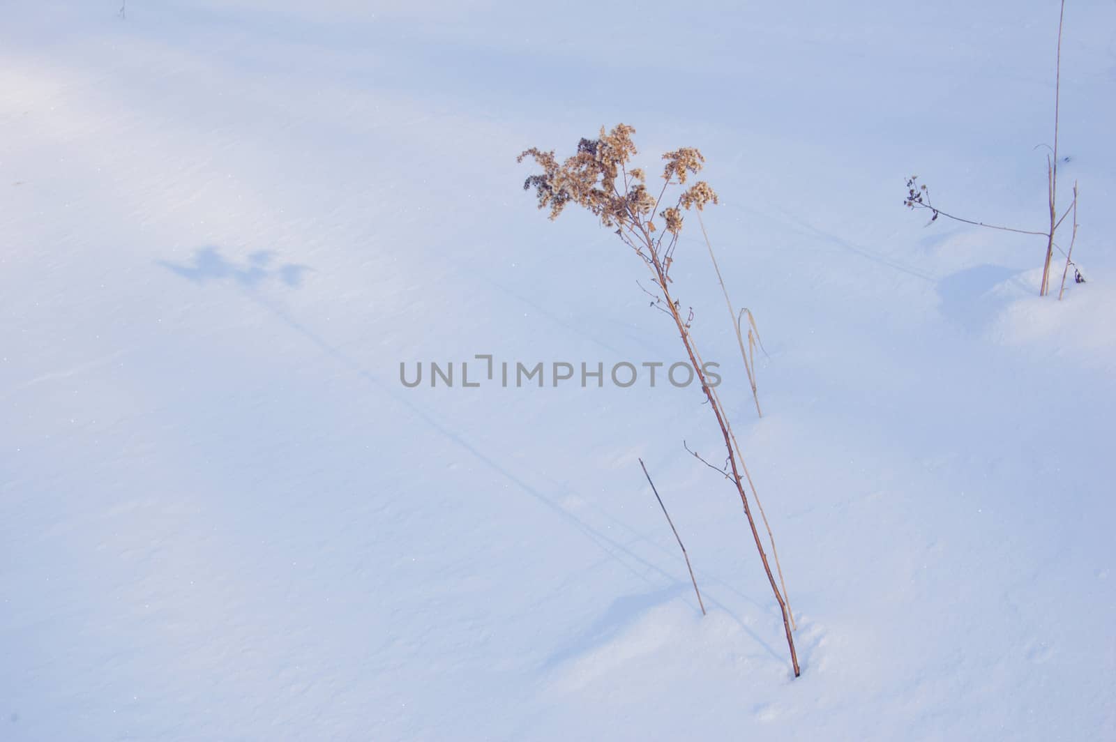 Sunlit dry blade on dark snow background