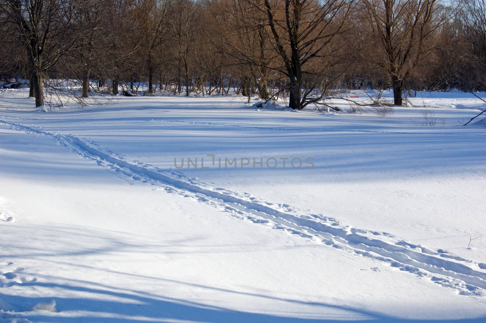 Ski tracks in winter forest under snow in Ontario park