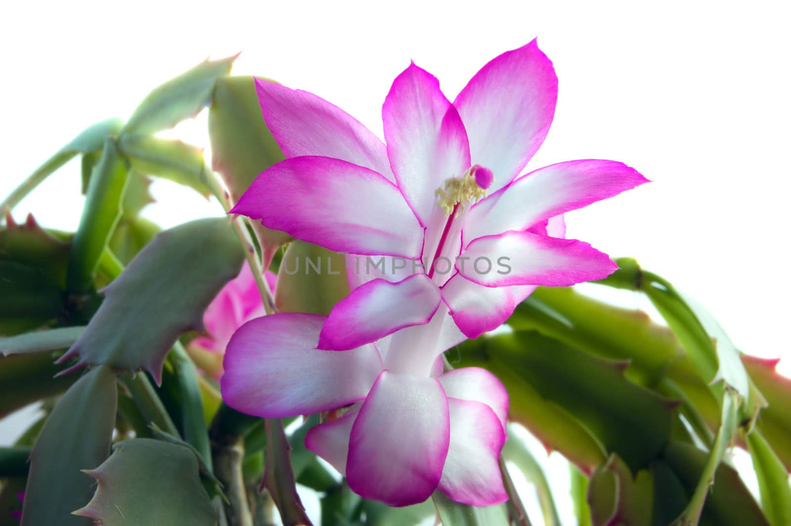 Schlumbergera flowers on white background