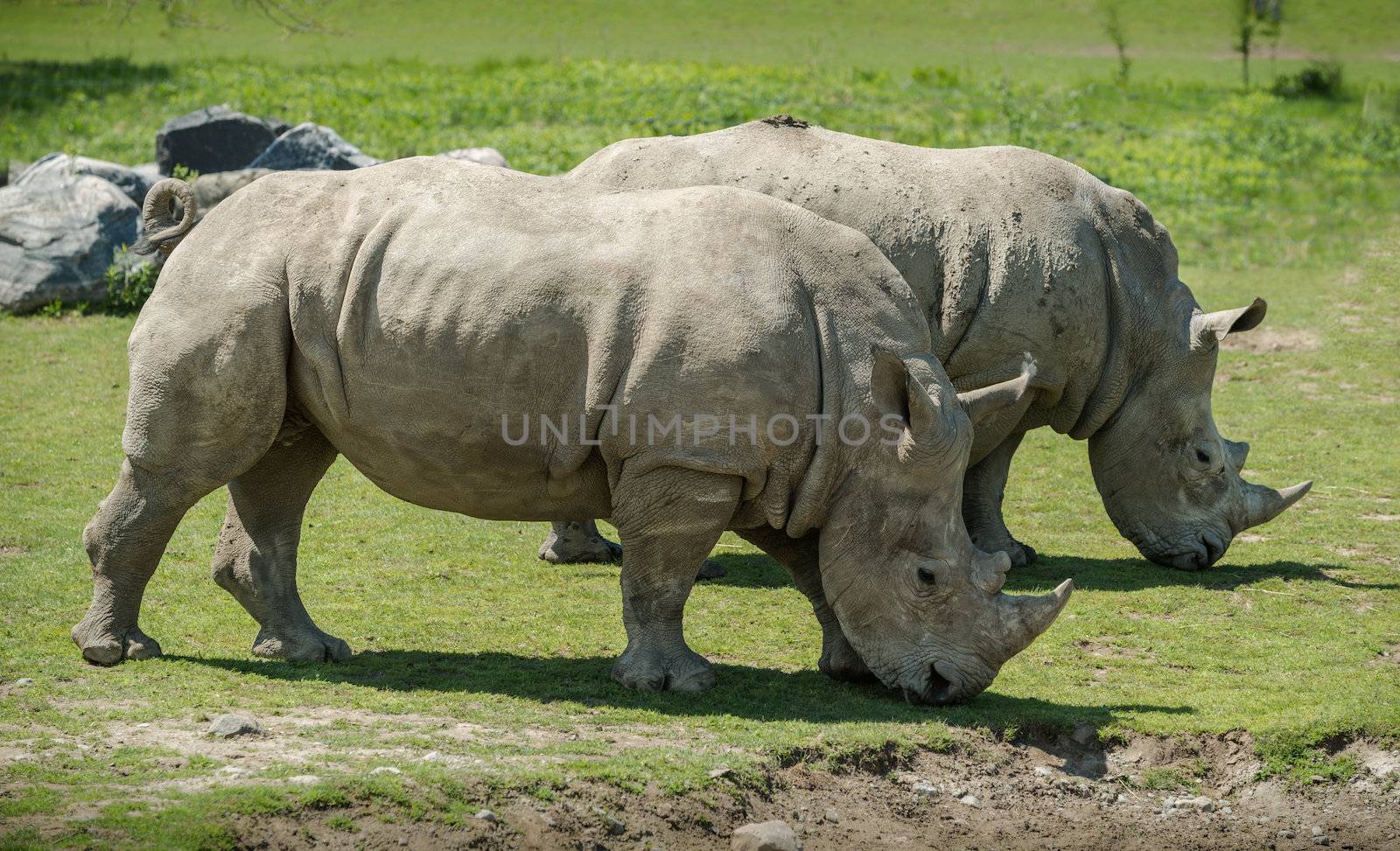 A couple of white Rhinoceros Grazing together. It is a beautiful sunny spring day.