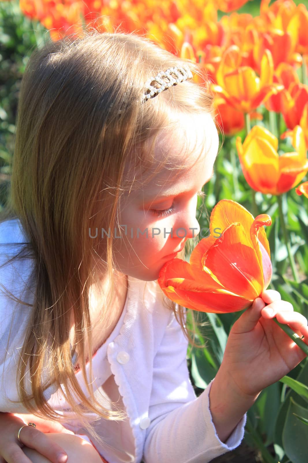 little girl smells tulips on the flower-bed by alexmak