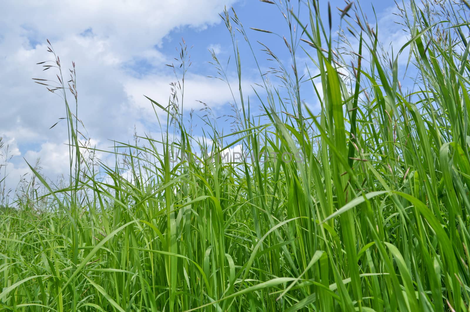 Green grass and blue sky covered with clouds. Sunny day in early summer.