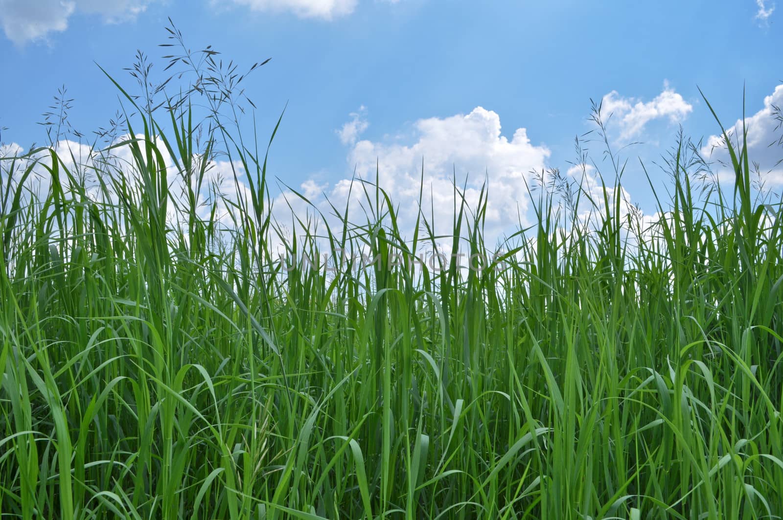 Green grass and blue sky covered with clouds. Sunny day in early summer.