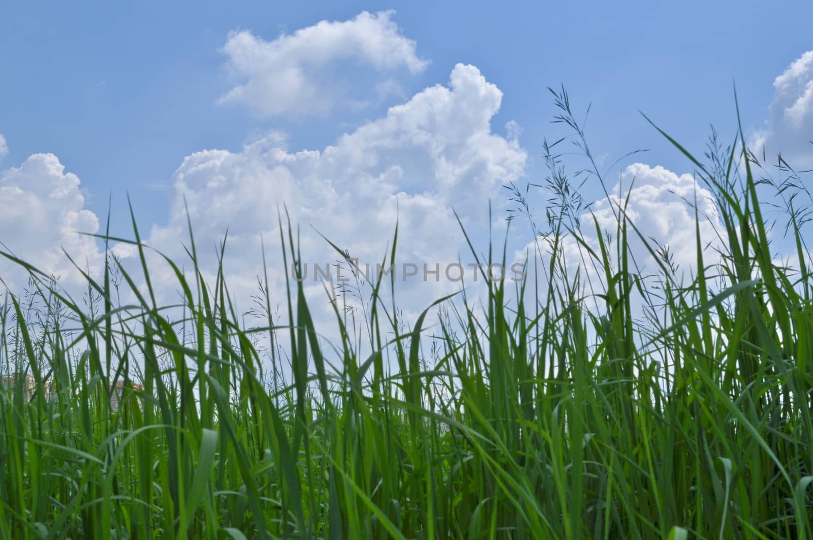 Green grass and blue sky covered with clouds. Sunny day in early summer.