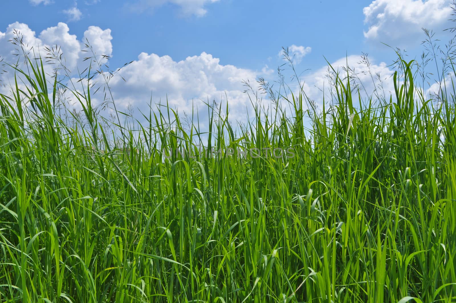 Green grass and blue sky covered with clouds. Sunny day in early summer.