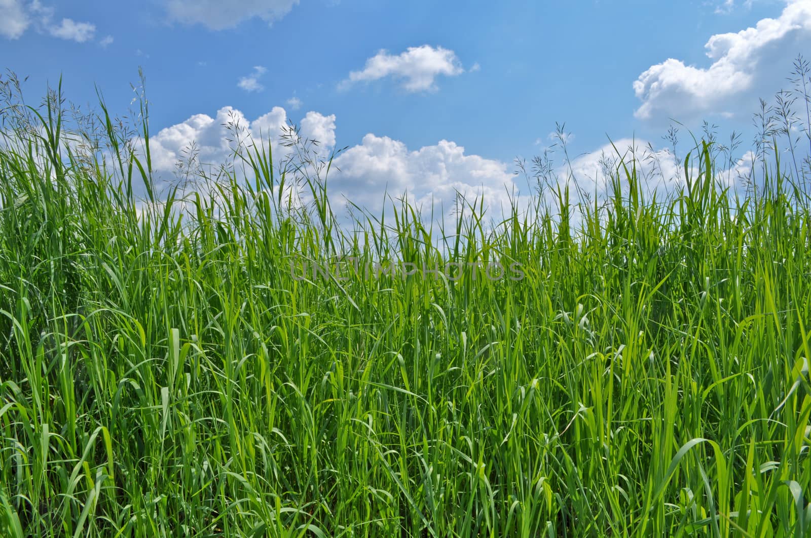 Green grass and blue sky covered with clouds. Sunny day in early summer.
