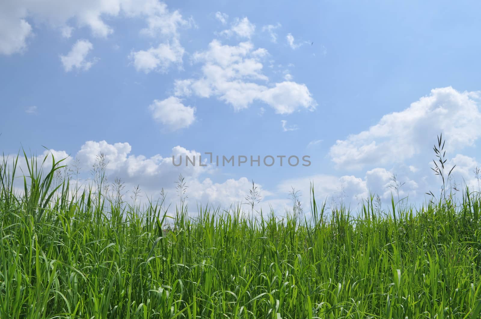 Green grass and blue sky covered with clouds. Sunny day in early summer.
