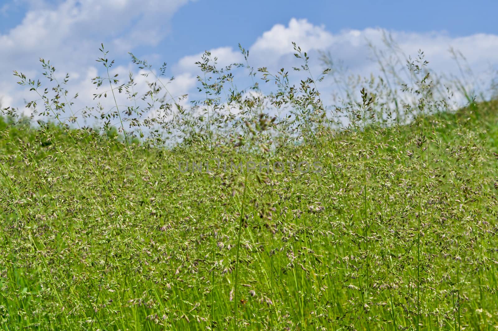 Green grass and blue sky covered with clouds. Sunny day in early summer.