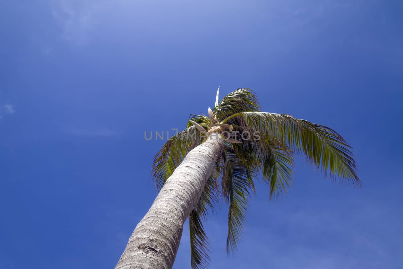 A palm tree blowing in the wind with a blue cloudy sky 