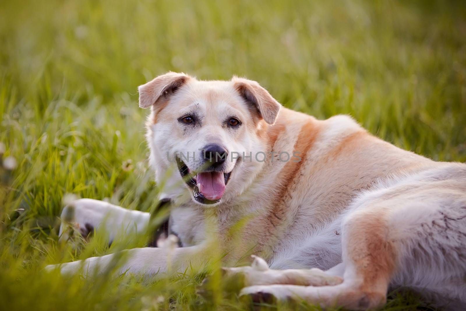 Beige dog. Dog on a grass. Not purebred dog. Doggie on walk. The beige large not purebred mongrel lies on a grass.