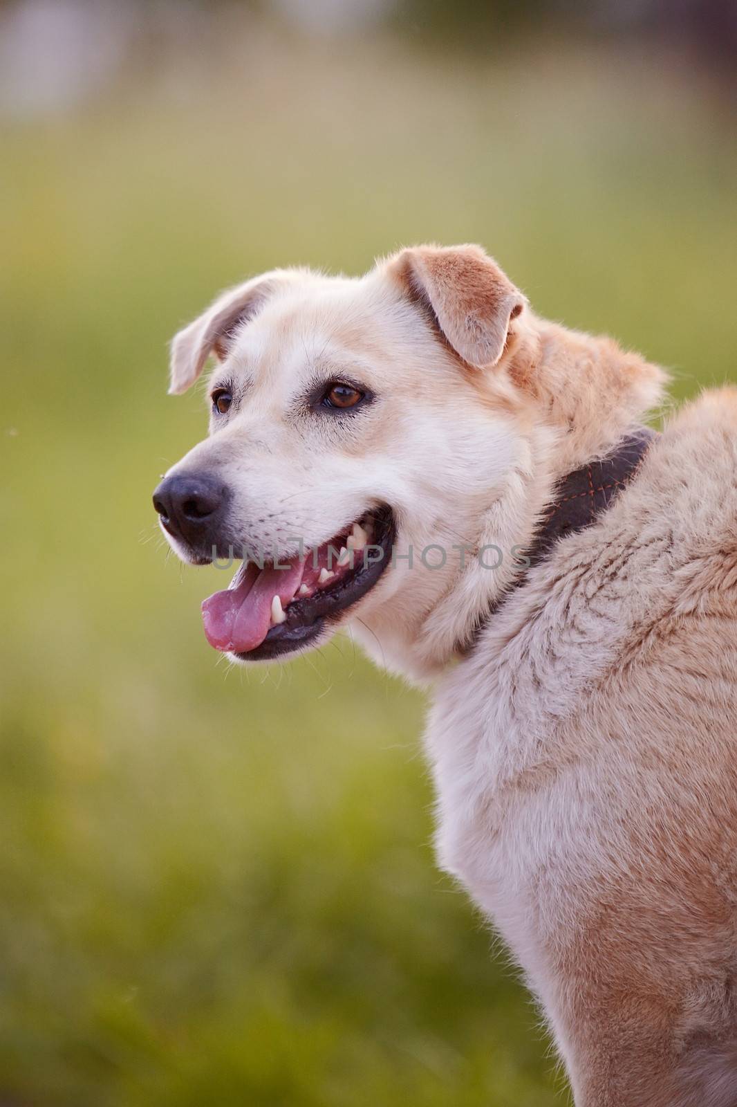 Beige dog. Dog on a grass. Not purebred dog. Doggie on walk. The beige large not purebred mongrel.