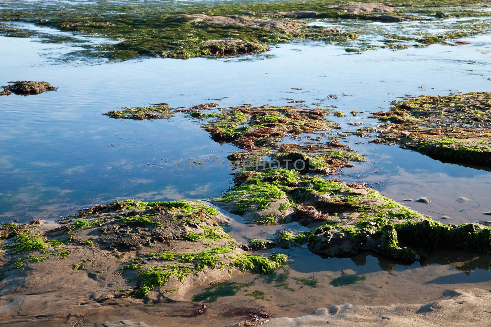 The sea shore by the low tide