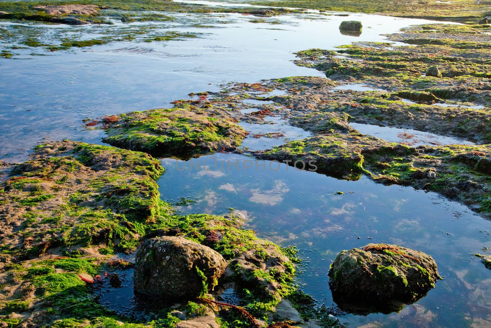 The sea shore by the low tide