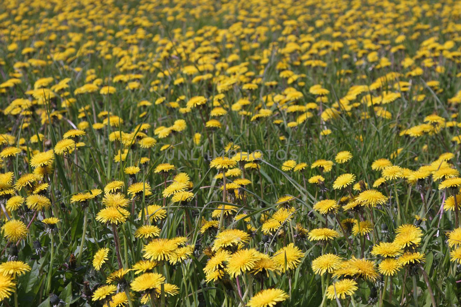  field blooming yellow dandelions