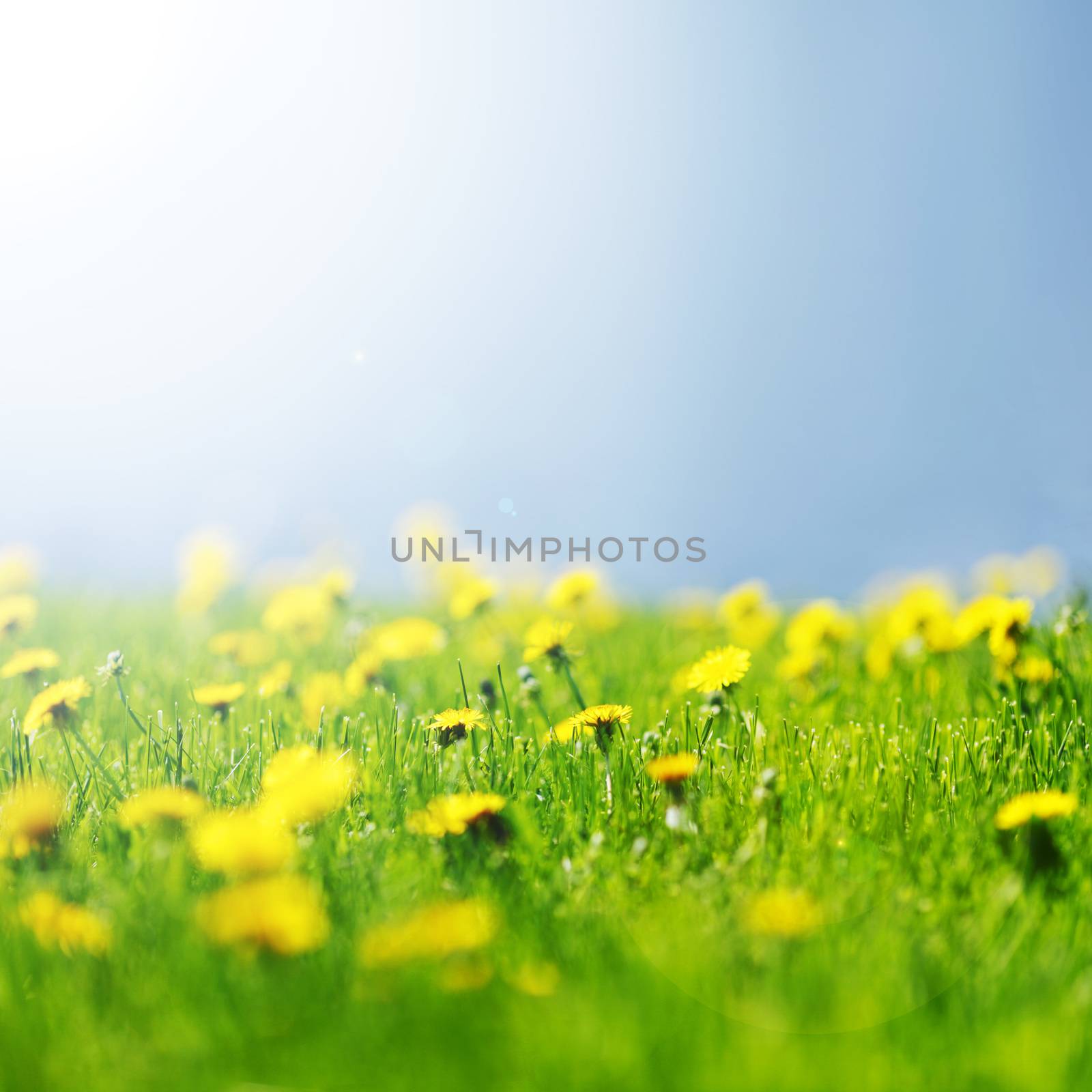 Beautiful yellow dandelion flowers on field